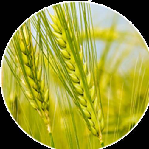 محصول آفت کش بیولوژیک از شرکت فن آوری زیستی مهرآسیا