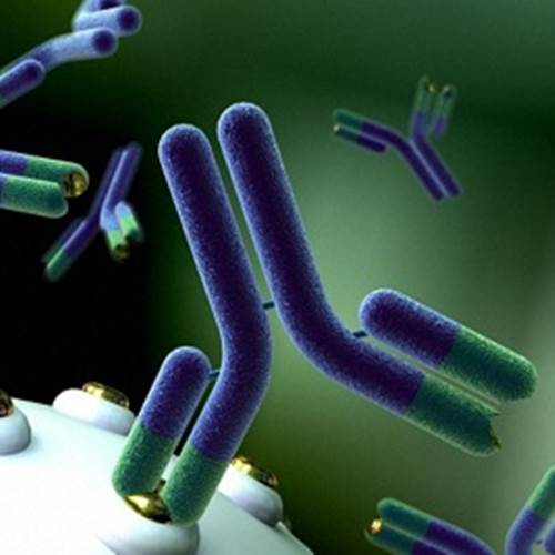 محصول CinnaClone II Antibody A,B,D kit - 3*10 ml از شرکت تحقیقاتی وتولیدی سینا ژن