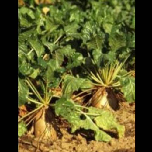 محصول بذرمنوژرم هیبرید چغندرقند از شرکت تعاونی دانش بنیان پیشگامان توسعه گیاهان زراعی