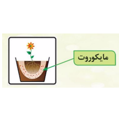 محصول مایکوروت از شرکت زیست فناور پیشتاز واریان