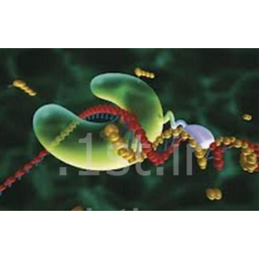 محصول آنزیم  CinnaGen Taq DNA Polymerase از شرکت تهران کاوش کلون