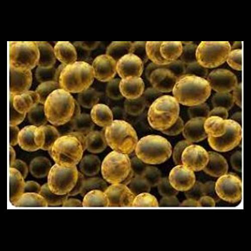 محصول دیواره هیدرولیز شده مخمر از شرکت بهان کیمیا آنزیم