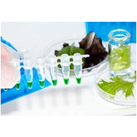 محصول داروی مؤثر در بیماری دیابت از شرکت هربی فارمد