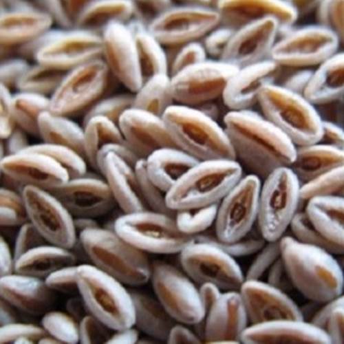 محصول پودر پسیلیوم از شرکت نیاک