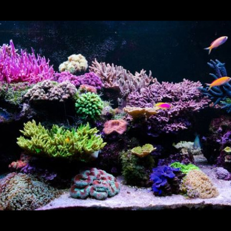 محصول مرجان های lps و مرجان های sps از شرکت آریا فزان خلیج فارس